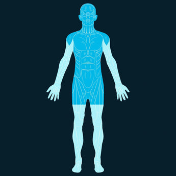 Head and Torso Scan