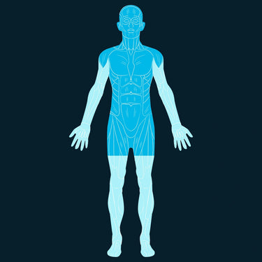 Head and Torso Scan