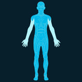 Whole Body Scan