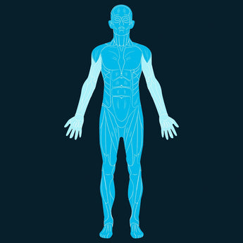 Whole Body Scan