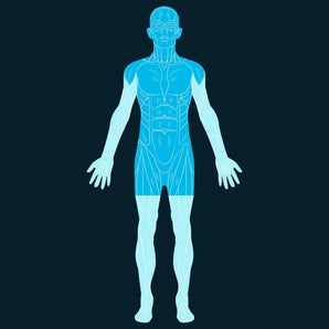 Head and Torso Scan