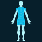 Torso Scan