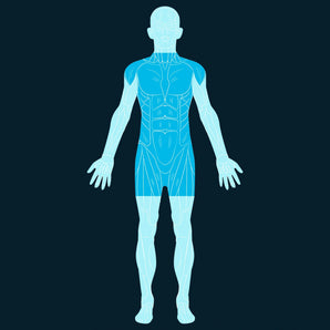 Torso Scan