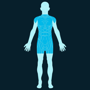 Torso Scan
