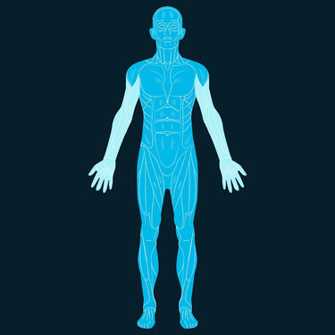 Whole Body Scan